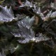 Diseased Leaf